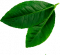 leave__0002_Layer-4.png leave__0002_Layer-4.png